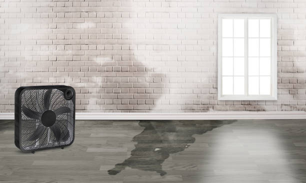 Best Water damage mitigation services  in Nederland, CO
