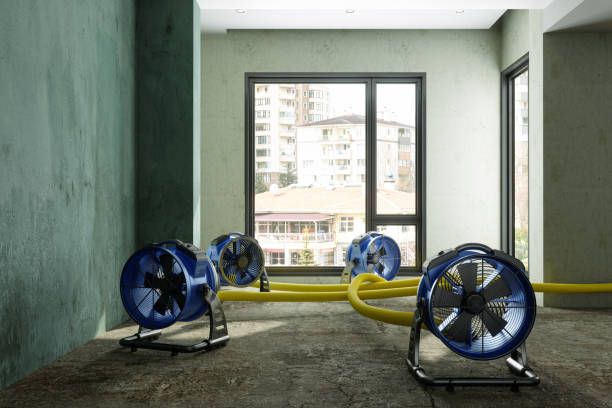 Best Professional water damage repair  in Nederland, CO