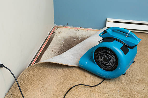 Best Flooded house restoration  in Nederland, CO